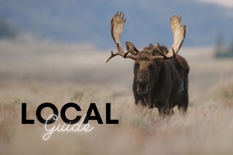 Hire a Local Guide For Simien Mountains