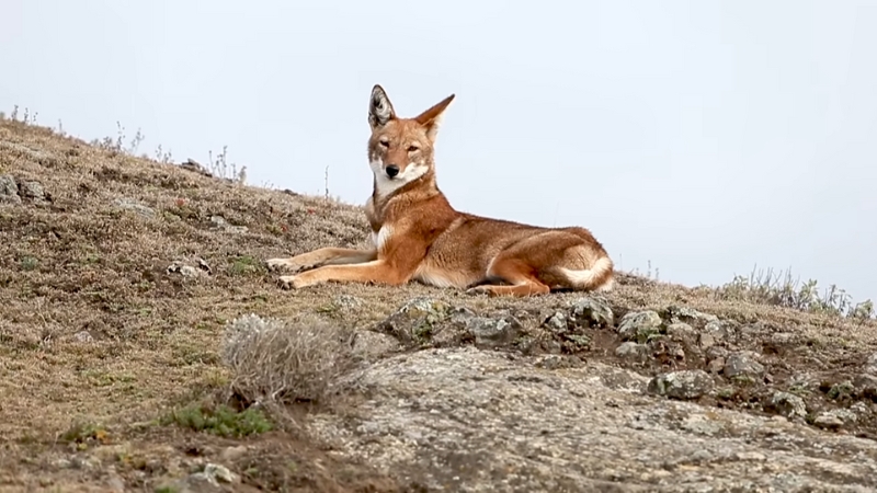 An Ethiopian wolf lies alert on a rocky slope in the highlands